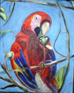 $scarlet macaw 6.JPG