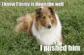 $dog-pushed-timmy-down-the-well-1.webp