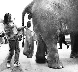 $elephant pooping.webp