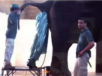 $man inside elephant.webp