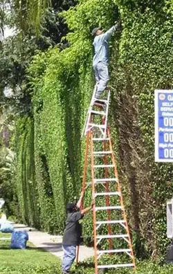 $man on ladder.webp