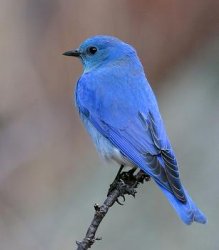 $mountain bluebird.jpeg