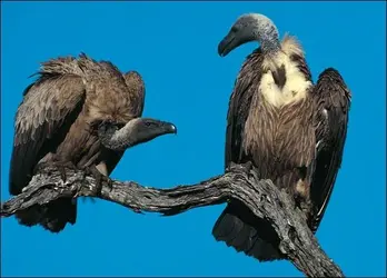 $vulture-picture.webp