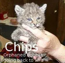 $chips.webp