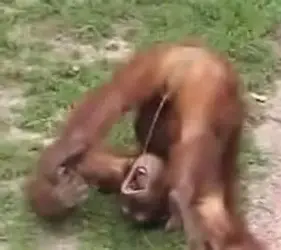 $monkey pees.webp $monkey pees.webp