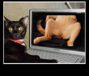 $a_aaa-Cat-is-watching-a-porn.jpg