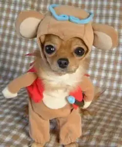 $funny-dog-costume.webp