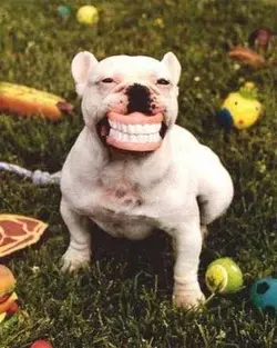 $Cute-Funny-Dog-2012-07.webp