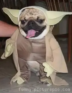 $yoda_dog_costume.webp
