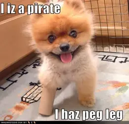 $cute-puppy-pictures-peg-leg-pirate.webp