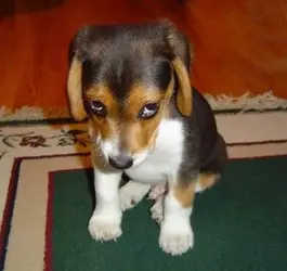 $dogs024.webp