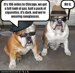 $Funny-dog-pictures-hit-it.webp