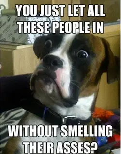 $funny-dogs7.webp
