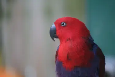 bestbirdpic (2).webp