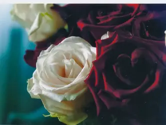 2roses2.webp
