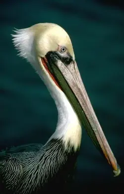 Bird 0244.webp