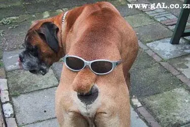 $funny dogs-06.webp