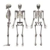 $3d-render-of-male-skeleton.jpg