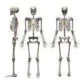 $3d-render-of-male-skeleton.webp