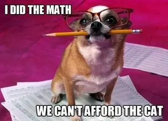 $funny-dogs-does-the-math-no-cats.webp