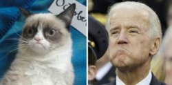 $Joe Biden Grumpy cat.jpg