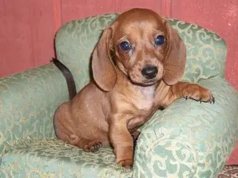 $akc-miniature-dachshund-puppies_23951390.webp