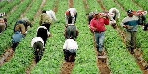 $Migrant-Farm-Workers-Are-the-Backbone-of-the-Agricultural-Industry-300x151.jpg