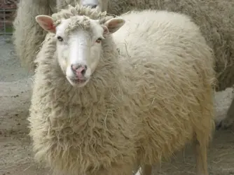 $sheep003.webp