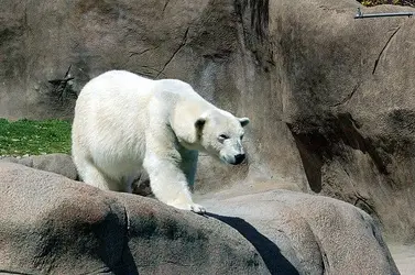 zoo1.webp