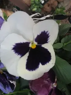 $dec flowers 006.webp