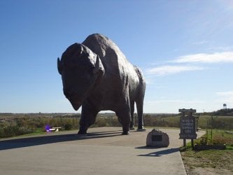 world-s-largest-buffalo.jpg