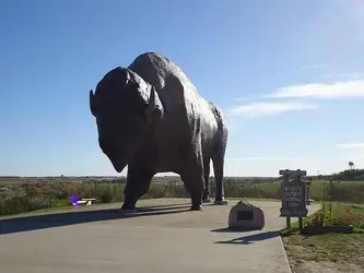 world-s-largest-buffalo.webp
