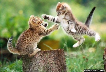 $flying-cat-fight.jpg