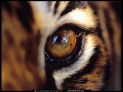 $The%20Eye%20Of%20the%20Tiger.jpg