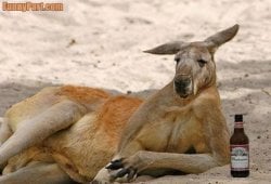 $FunnyPart-com-drunk_kangaroo.jpg