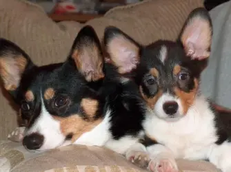 $Tighe and Murphy.webp