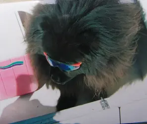 $Pictures of pictures 007.webp