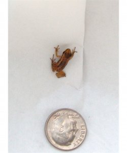 $tiny  frog 1220x1461.jpg