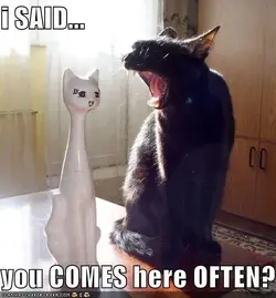 $cat-pickup-line.webp