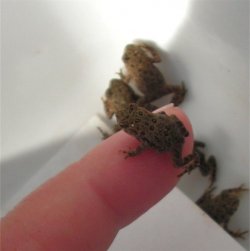 $baby toad on the tip of finger 850x852.jpg