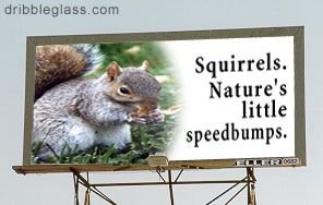 $squirrel.jpg