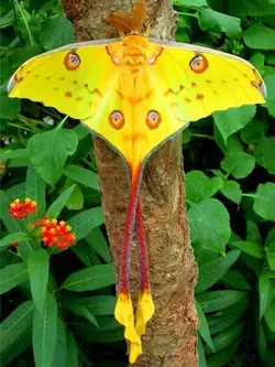 $Argema mittrei Comet Moth or Madagascan_Moon_Moth.webp