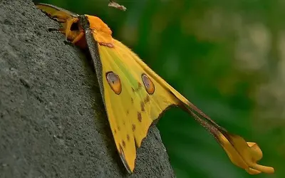 $Argema mittrei Comet Moth.webp