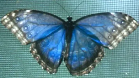 $! Blue Morpho.webp