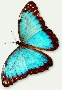 $Blue Morpho butterfly, Morpho menelaus.webp