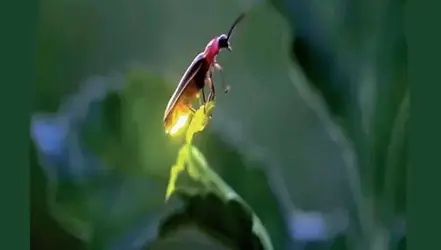 lantern5.webp