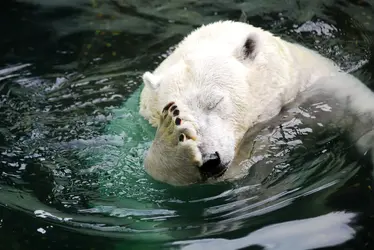 Polar-Bear-Facepalm.webp
