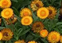 $Strawflowers7.webp