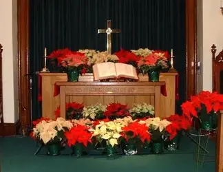 $poinsettias at Christmas.webp