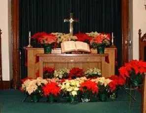 $! Christmas poinsettias.webp